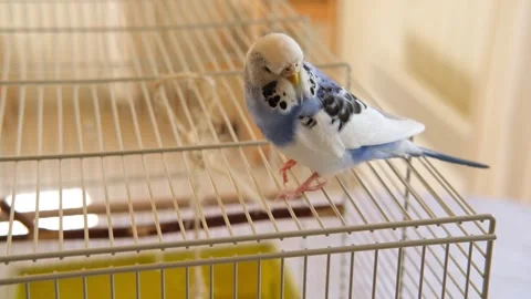 Colorful Budgerigar Parakeet perched elegantly on its perch within cage Stock Footage 330217694