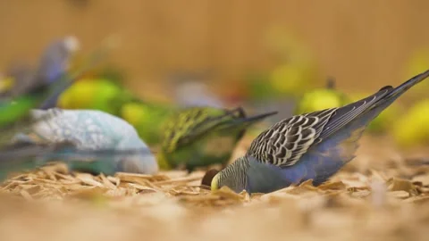 Colorful budgerigar parrots eats from ground indoors Video stock 311873068