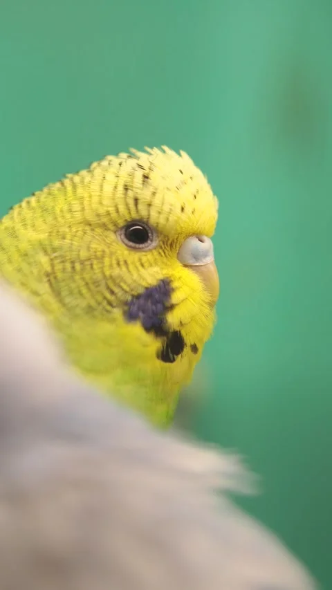 Colorful budgerigar perched and looking around 動画素材 317665751