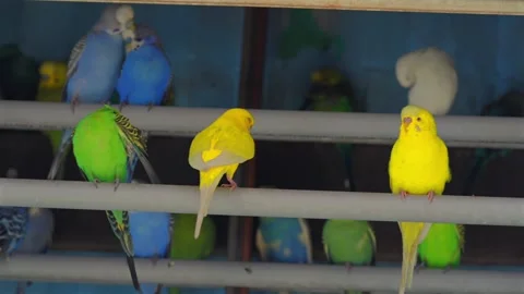 Colorful budgerigars perched on aviary bars 스톡 동영상 335227694