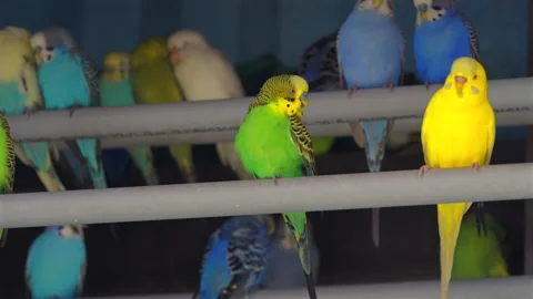 Colorful budgerigars perched on bars inside aviary 스톡 동영상 335228746