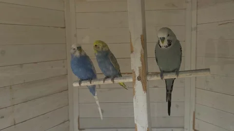 Colorful budgerigars perched inside aviary with blue yellow and gray pet parakee 動画素材 340830251