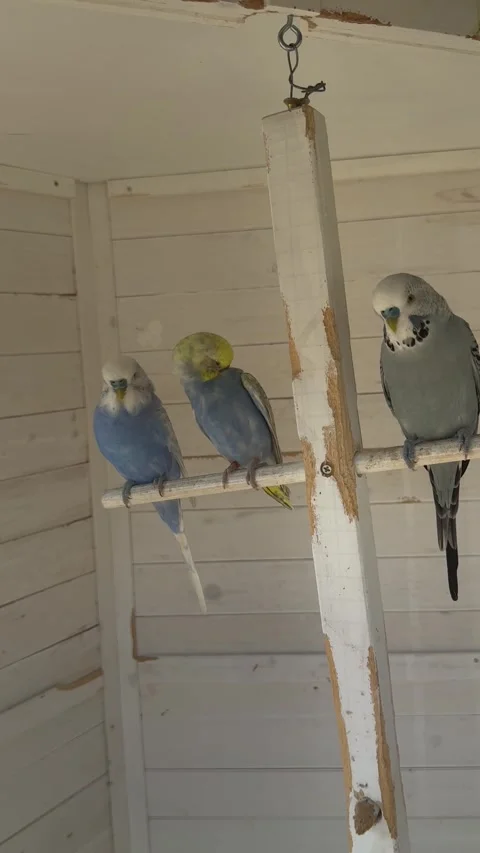 Colorful budgerigars perched inside aviary with blue yellow and gray pet parakee 動画素材 340830253