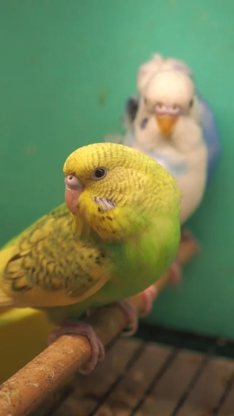 Colorful budgerigars perched in a lively environment 库存影片 314353638