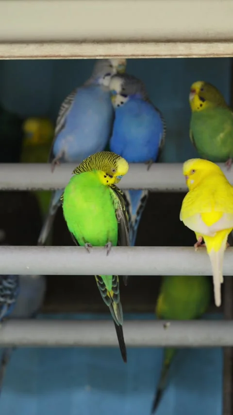 Colorful Budgerigars Perched On Rails Inside An Aviary In Florida Stockbeeldmateriaal 337124632