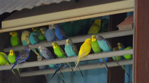Colorful budgerigars perched together on aviary bars 動画素材 335228635