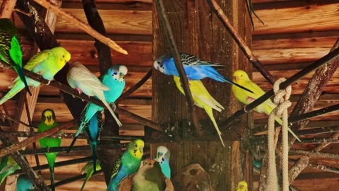 Colorful Budgerigars Perched Together Inside Aviary Stock Footage 347349698