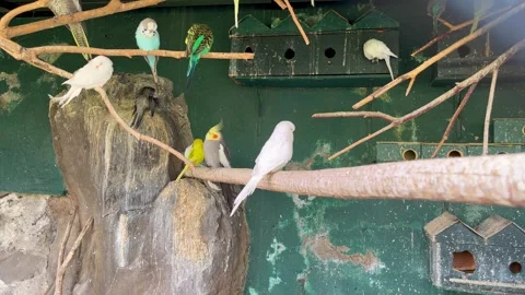 Colorful Budgerigars Sitting on Aviary Perches 스톡 동영상 330417694