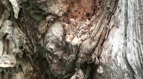 Colorful Bug Stock Footage 536509