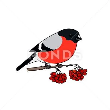 Colorful Bullfinch Isolated on White Background Stock Illustration