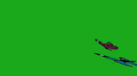 Colorful butterflies fly across the screen over green screen Stock Footage