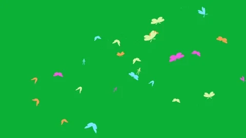 Colorful butterflies flying loop animation on green screen background Stock Footage 313673638