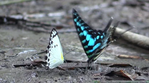 Colorful butterflies Stock Footage 81532065
