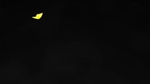Colorful Butterfly Flight Graphic Loop in 4k Stock Footage 275865673