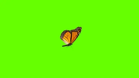 Colorful Butterfly Flying On Green Screen Matte Background 4k Animation Stock Footage