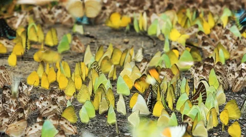 Colorful butterfly Vídeo Stock 28012959