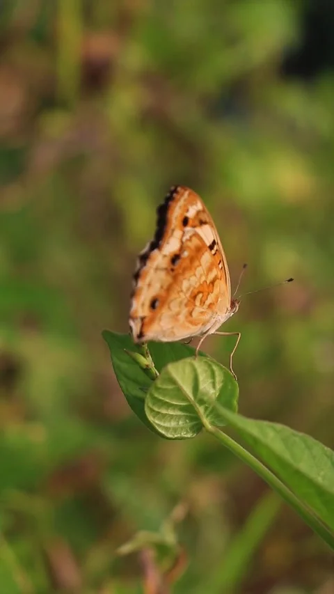Colorful Butterfly Stock Footage 306877203