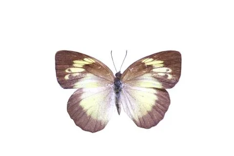 Colorful butterfly isolated on white Stock Photos