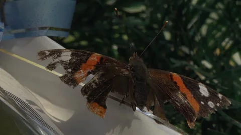 Colorful butterfly on a leaf Видео 240460639