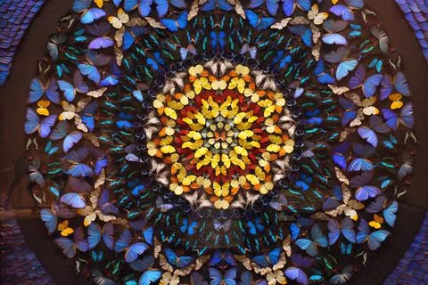 Colorful Butterfly Mandala Pattern Stock Photos
