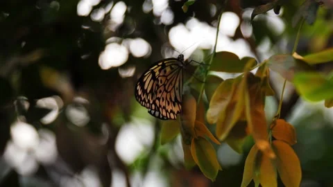 Colorful butterfly with pattern on wings sitting on leaf, dolly backward Stock Footage 158972158