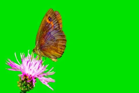 Colorful butterfly on a purple flower Stock Photos