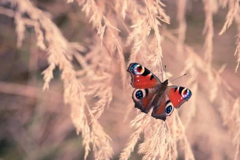 A colorful butterfly sitting in clumps of dry grass, rusałka pawik, nachis io. Stock Photos