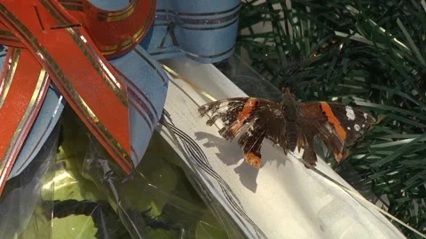Colorful butterfly on the tree Видео 240460152