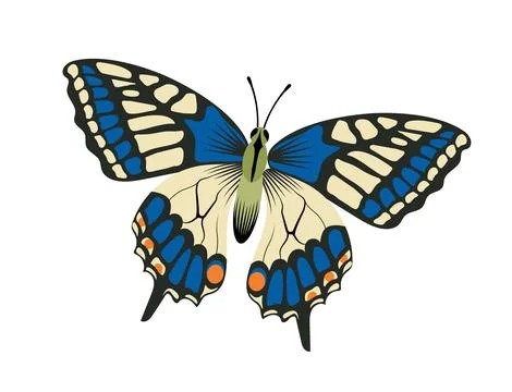Colorful butterfly vector concept Stock Illustration