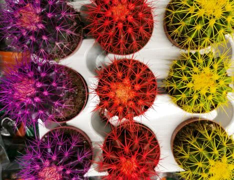 Colorful cacti Stock Photos