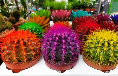 Colorful cacti Stock Photos