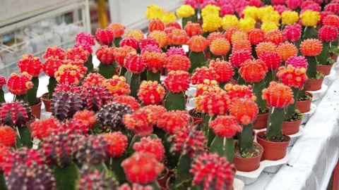 Colorful cactus in the garden. Stock Footage 252178991