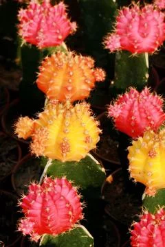 Colorful cactus Stock Photos
