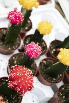 Colorful Cactus Stock Photos