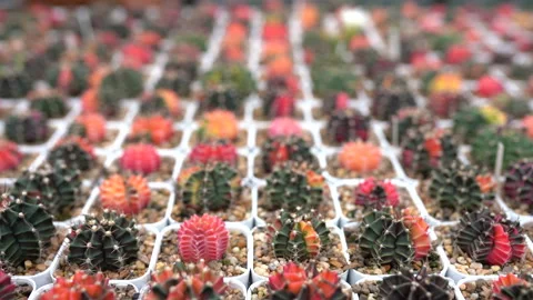 Colorful cactus in a pot Stock Footage 157020463