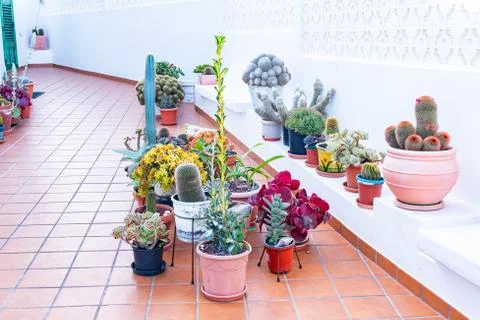 Colorful cactuses in pots at terrace garden in the house, Lanzarote, Canary I Stock Photos