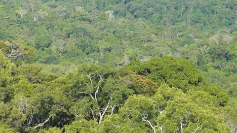 Colorful Canopy Choreography: Macaws in Flight Across the Amazon Rainforest in Stock Footage 331075422