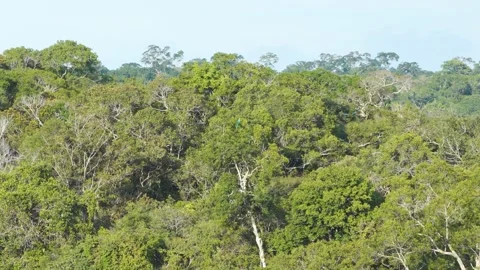 Colorful Canopy Choreography: Macaws in Flight Across the Amazon Rainforest Stock Footage 331075462