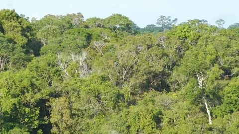 Colorful Canopy Choreography: Macaws in Flight Across the Amazon Rainforest Stock Footage 331140302