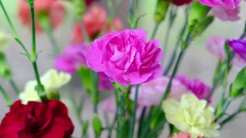 Colorful carnations Video stock 150285534