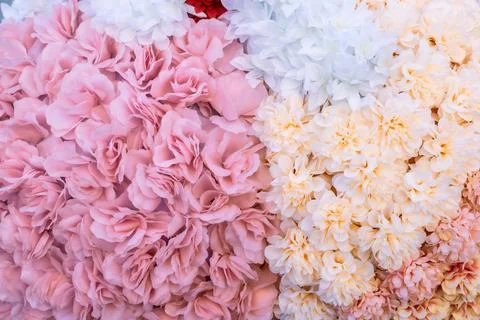 Colorful carnations Wall Stock Photos