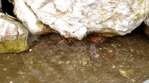 Colorful carp fish Stock Footage 79169259