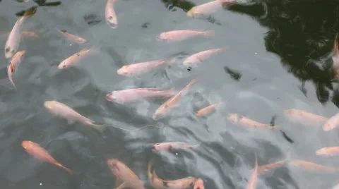 Colorful carp getting fed in a pond, HD video Stock Footage 54473445