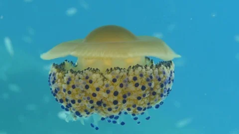 Colorful cassiopea jelly fish, large side view, Clip 2 of 4 Stock Footage 82571191