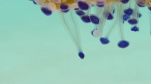 Colorful cassiopea Jelly fish, macro lens, Clip 3 of 4 Stock Footage 82120151