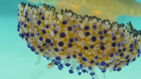 Colorful cassiopea jelly fish with small carangidae, Clip 4 of 4 Stock Footage 82570874