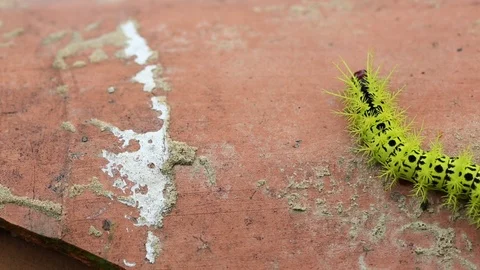 Colorful Caterpillar Close Up Stock-Footage 101262813