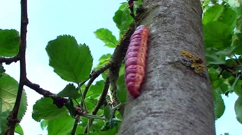 Colorful caterpillar crawling up a tree trunk Vídeos de archivo 57404574