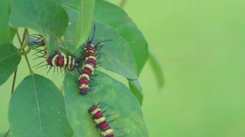 Colorful caterpillars are clustered on green leaves against a blurred background Stock Footage