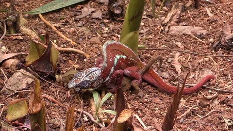 Colorful chameleons mating on Madagascar Stock Footage 86472722
